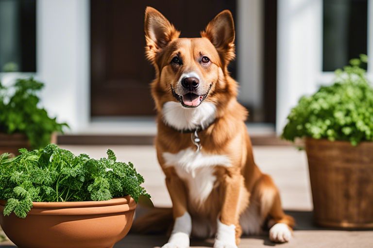 The Benefits of Adding Fresh Herbs to Your Dog's Diet